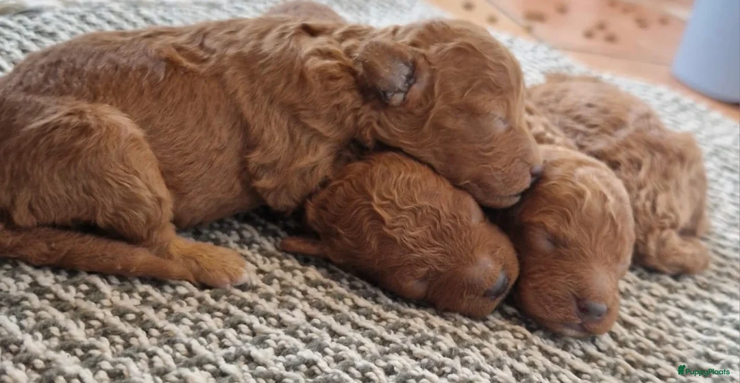 Poedel Toy honden te koop: Toypoedel pups te koop - Advertentie 9