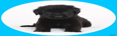 Kruising 9