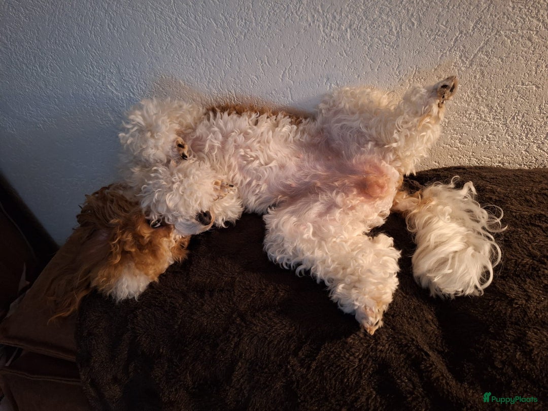 Poedel honden te koop: Xenna rood/witte harlekijn,Sem Rood dwergpoedel  - Advertentie 13