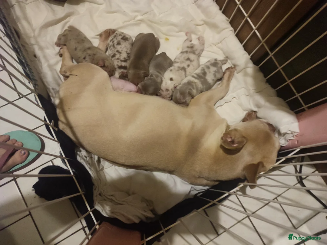 Franse Bulldog honden te koop: Prachtige gezonde Franse bulldog pups  - Advertentie 6