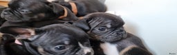 Franse Bulldog honden te koop: Fr bulldog puppy's uit geteste ouders - Advertentie 10