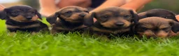 Ruwhaar Teckel honden te koop: Prachtige stamboom ruwhaar dwergteckel pups - Advertentie 3
