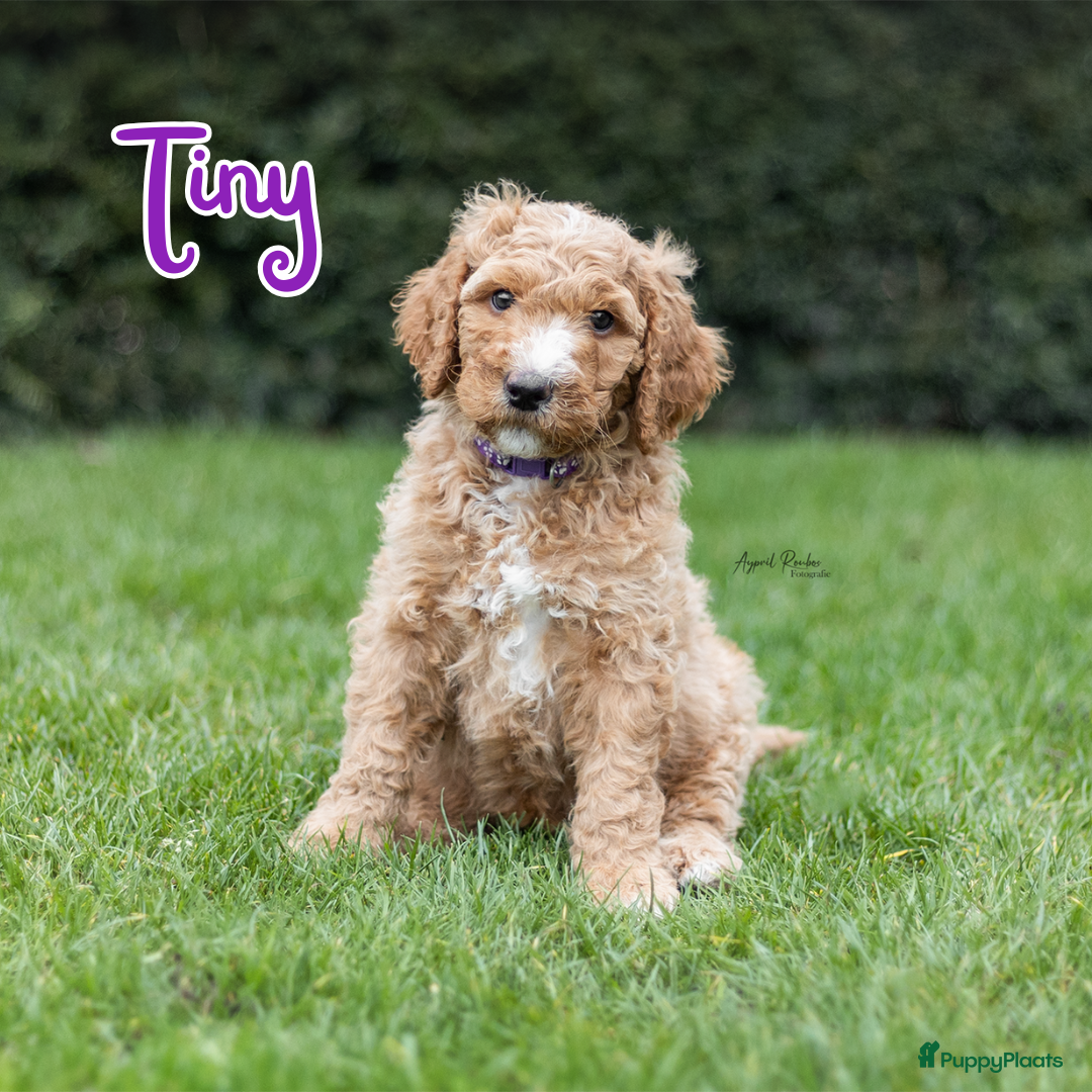 Australian Labradoodle honden Australian doodle pups, na de kerst verhuizen.  - Advertentie 13