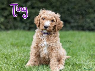 Australian Labradoodle honden Australian doodle pups, na de kerst verhuizen. - Advertentie 13