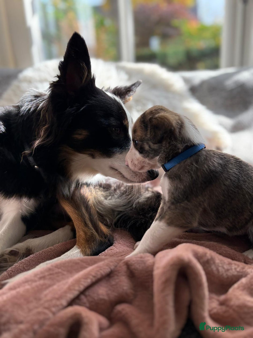 Kruising honden te koop: Whippet Pups X Border Collie  – gezinsvriendelijk! - Advertentie 3