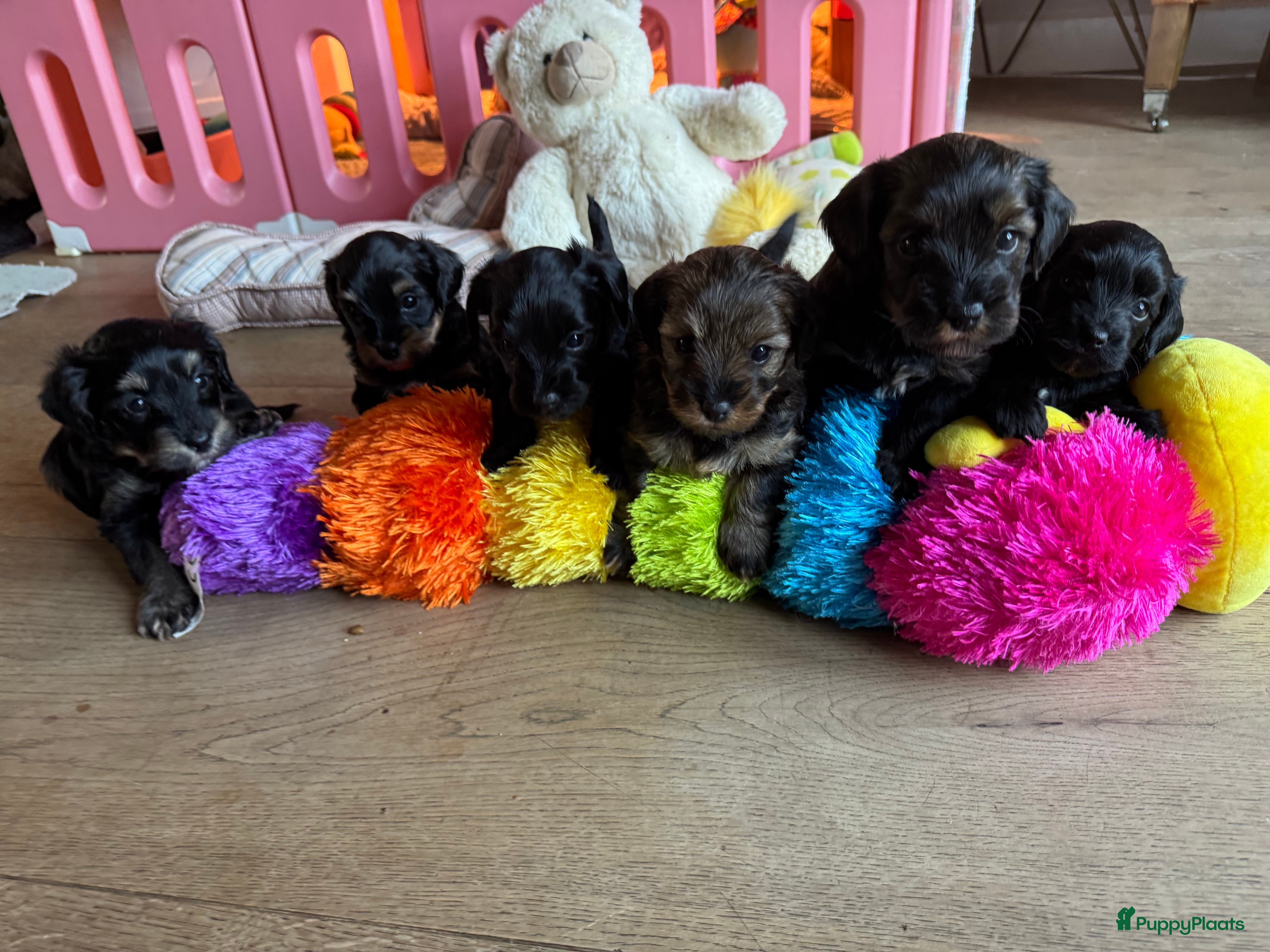 Yorkshire Terriër honden Yorkshire puppy's kruising te koop - Advertentie 1