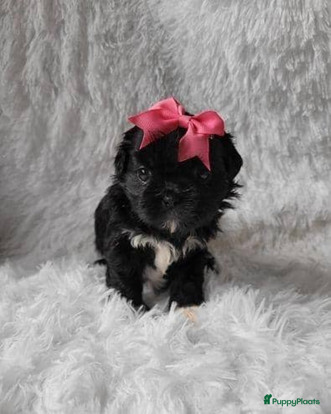 Shih Tzu honden te koop: Imperial Shih Tzu pups te koop - Advertentie 6