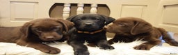 Labrador Retriever honden te koop: Labrador Retriever pups met stamboom - Advertentie 3