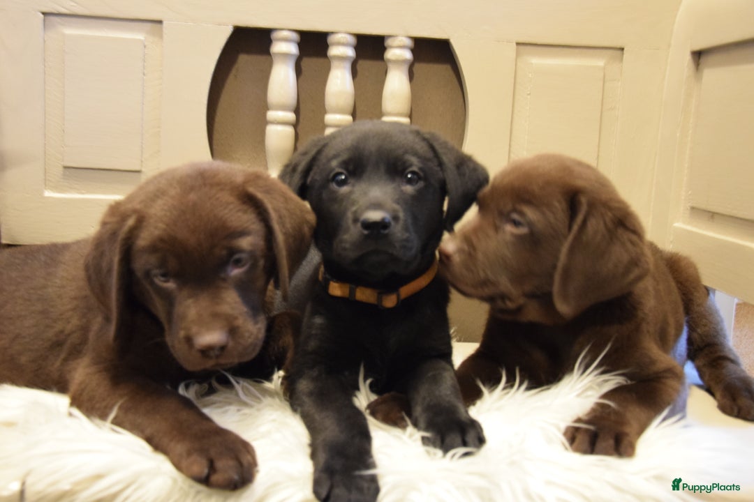 Labrador Retriever honden te koop: Labrador Retriever pups met stamboom - Advertentie 3
