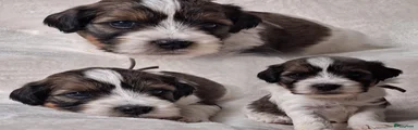 Boomer Puppy 2