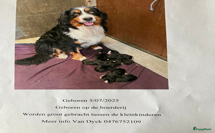 Berner Sennenhond honden - Advertentie 16
