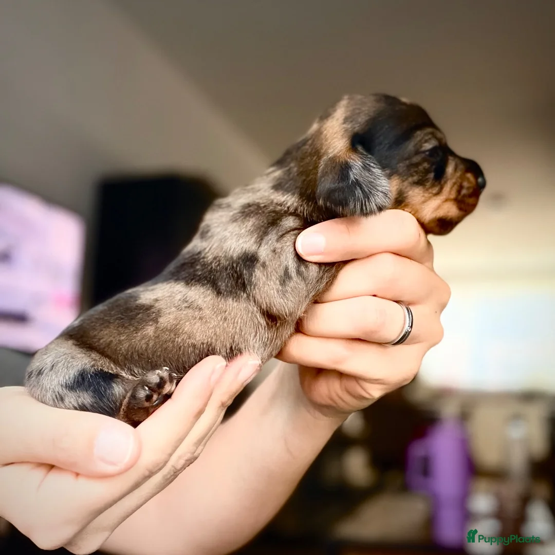 Ruwhaar Teckel honden te koop: Unieke kaninchen/dwerg teckel pups - Advertentie 2