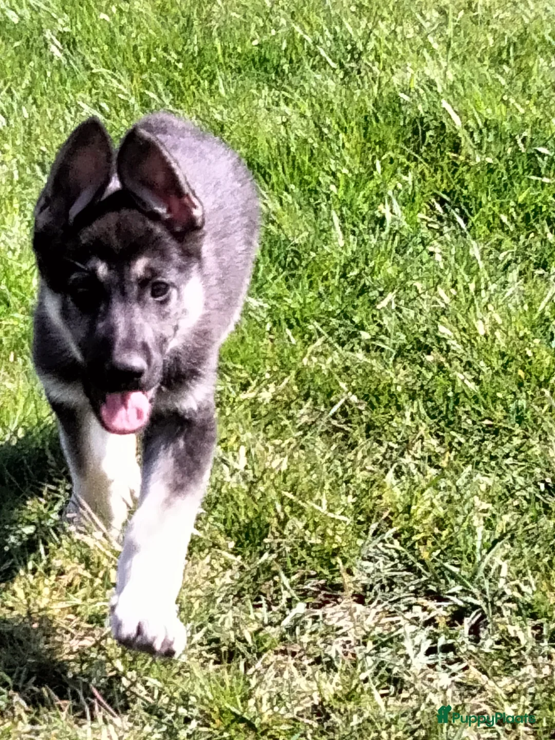 Duitse Herder honden te koop: Oost Europese herder pups (VEO) - Advertentie 1