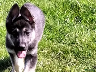 Duitse Herder honden Oost Europese herder pups (VEO) - Advertentie 1