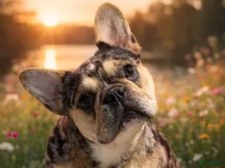 Franse Bulldog honden Prachtig Isabella cherrytan Franse bulldog pups - Advertentie 1