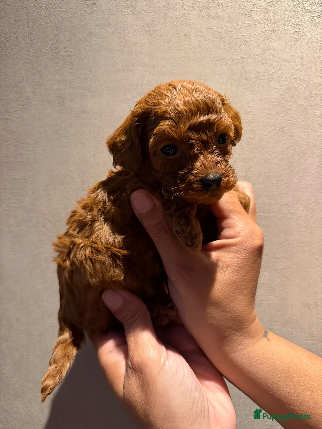Poedel Toy honden te koop: Rood toy poedel reutje uit geteste ouders. in Sint Willebrord - Advertentie 5