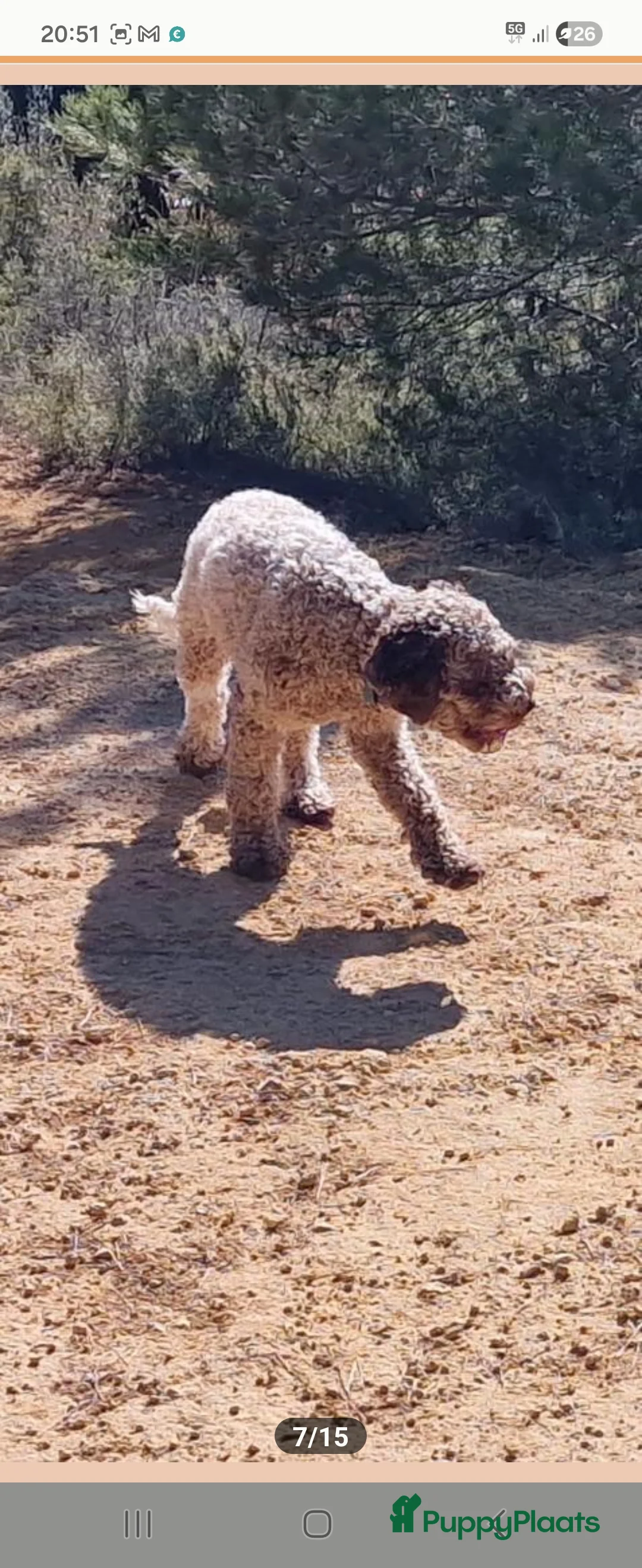 Kruising honden te koop: Eenmalig  engelse staff en lagotto romagnolo mix  - Advertentie 3