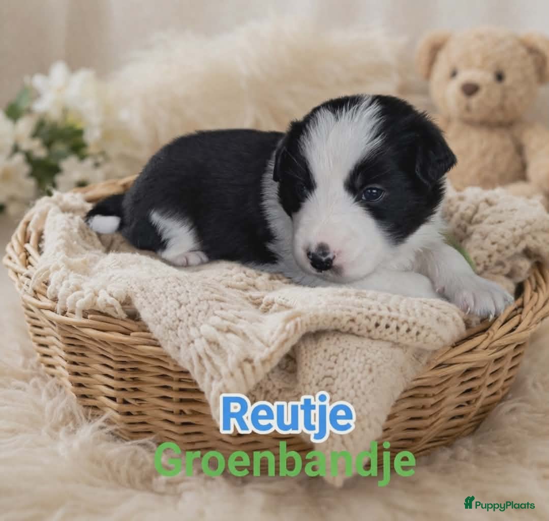 Border Collie honden Border collie pups - Advertentie 12