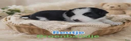 Border Collie honden te koop: Border collie pups in Oostburg - Advertentie 1