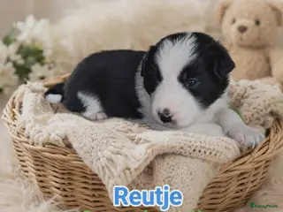 Border Collie honden Border collie pups - Advertentie 12