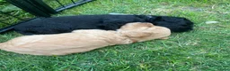 Labradoodle honden te koop: Medium labradoodel in Kwintsheul - Advertentie 13