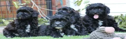 Shihpoo honden te koop: shihpoo pups beschikbaar  - Advertentie 3