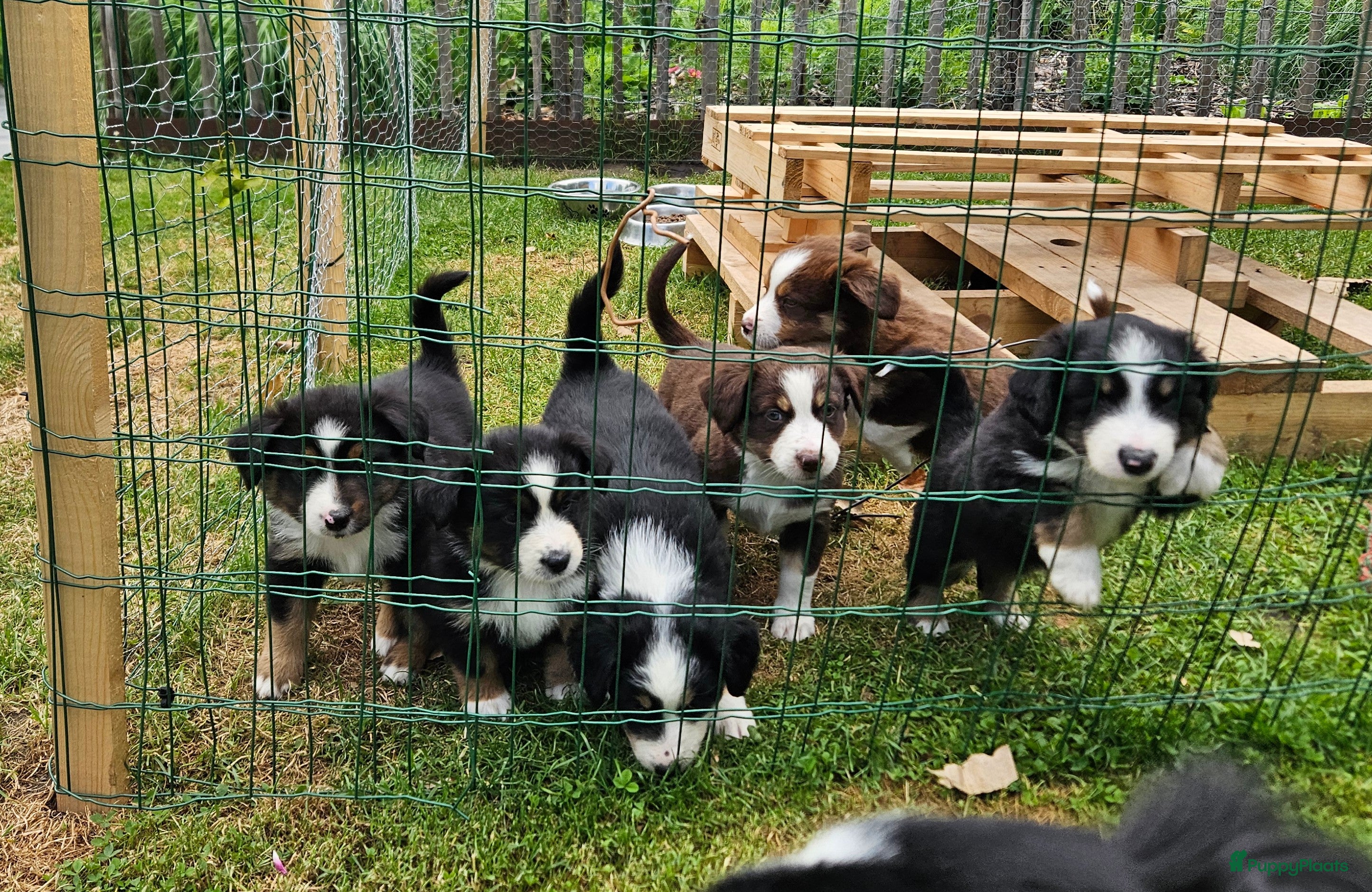Australian Shepherd honden Prachtige mini Australian shepherd pups  - Advertentie 1