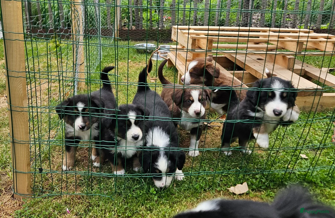 Australian Shepherd honden te koop: Prachtige mini Australian shepherd pups  - Advertentie 1