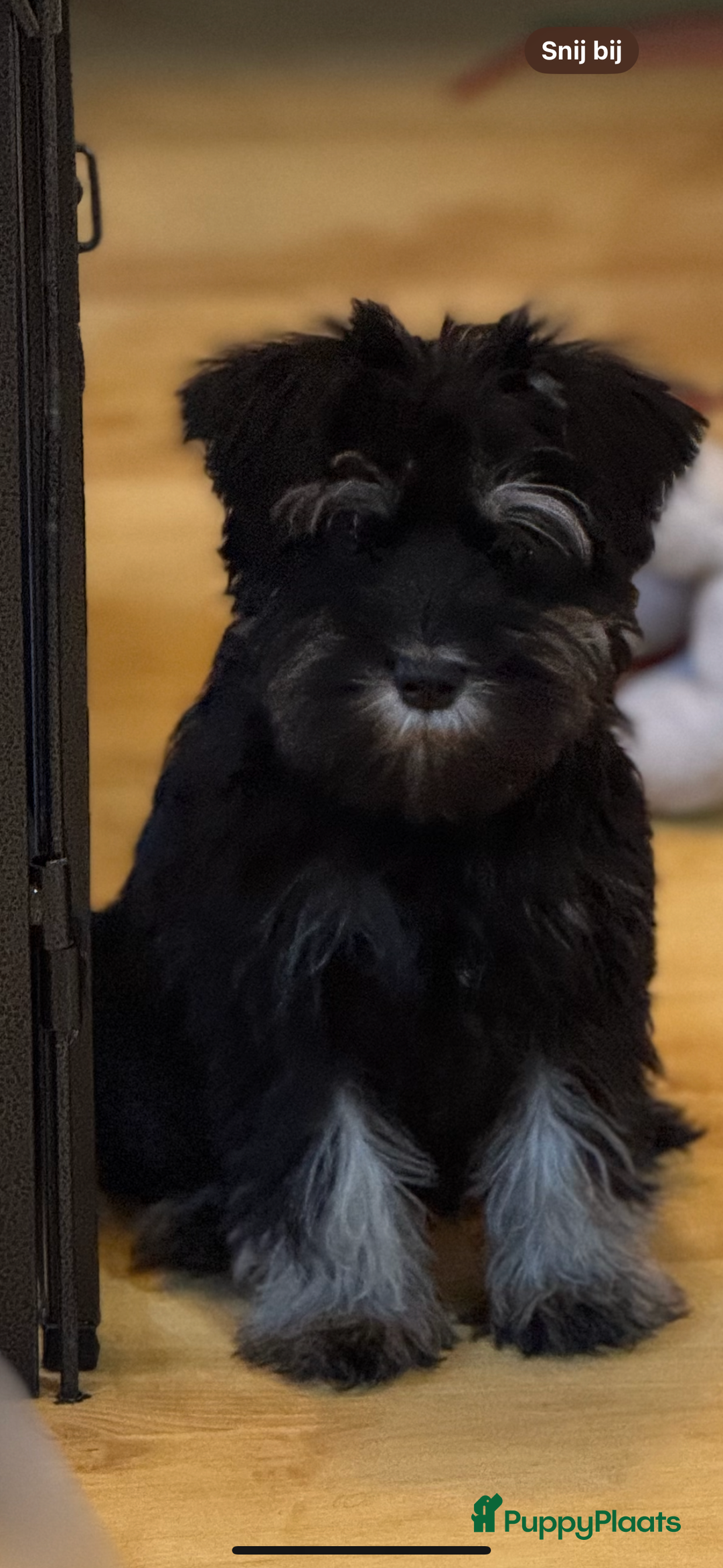 Dwergschnauzer honden te koop: Dwergschnauzer pups - Advertentie 4