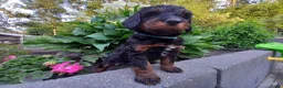 Bernedoodle honden te koop: Medium Bernedoodle - Advertentie 17