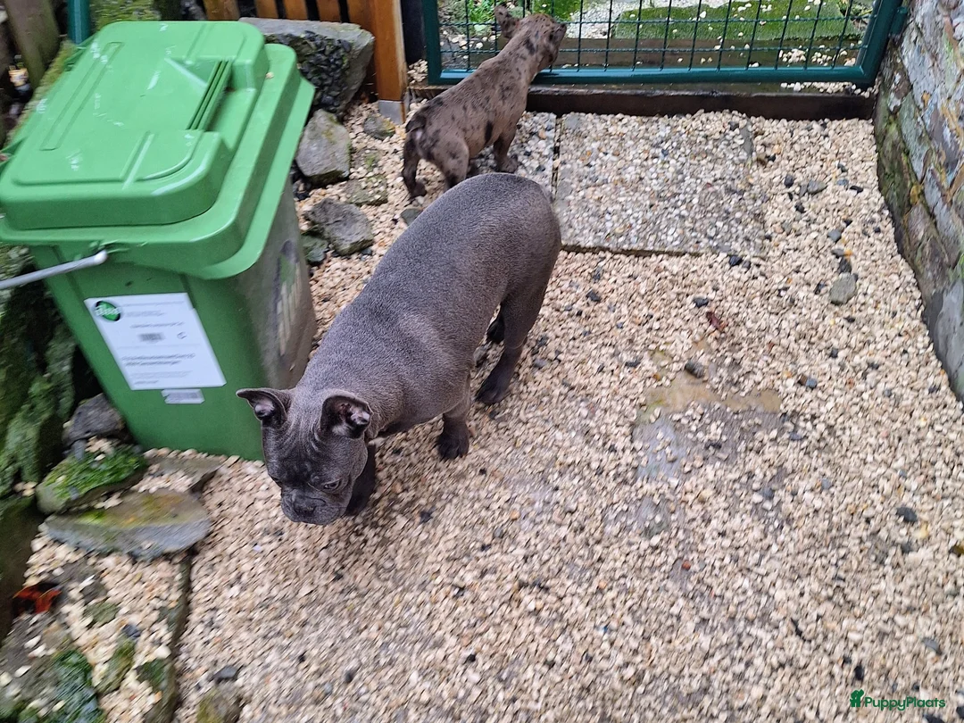 Galerij afbeelding {{count}}