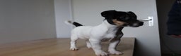 Jack Russel Terriër honden te koop: Mega Mooie jacks te koop - Advertentie 9