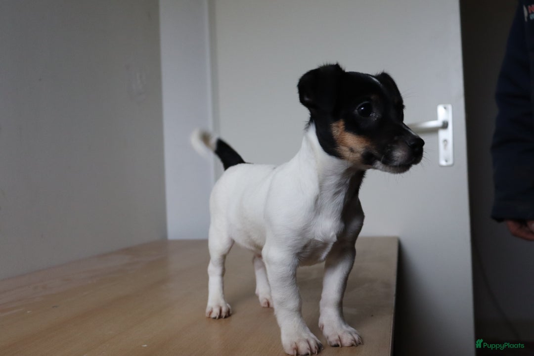 Jack Russel Terriër honden te koop: Mega Mooie jacks te koop - Advertentie 9