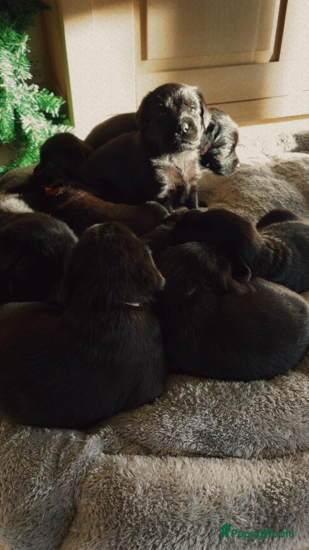 Kruising honden te koop: Puppy’s te koop – Labrador x Riesenschnauzer mix - Advertentie 12