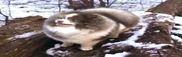 Kruising honden te koop: Super leuke dwergkees/pomeriaan kruising pups - Advertentie 6