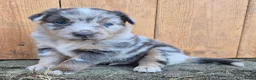 Kruising honden te koop: Australian shepherd x berner sennen (1/4) pups - Advertentie 22