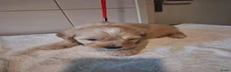 Labradoodle honden te koop: mooie pups labradoodles  3 reutjes - Advertentie 2
