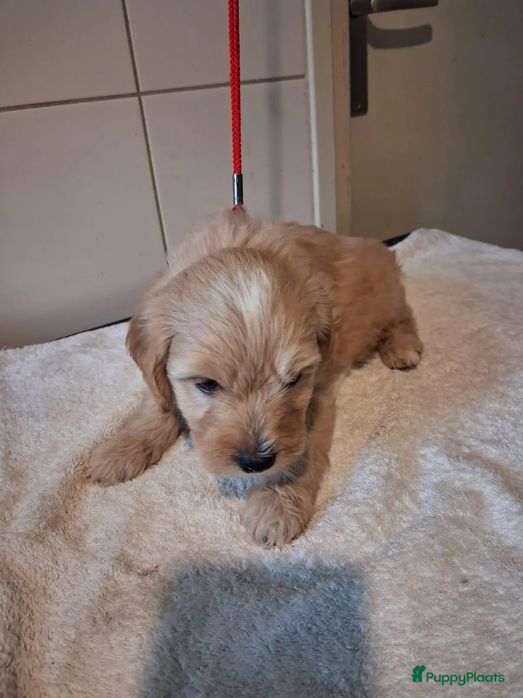 Labradoodle honden te koop: mooie pups labradoodles  3 reutjes - Advertentie 2