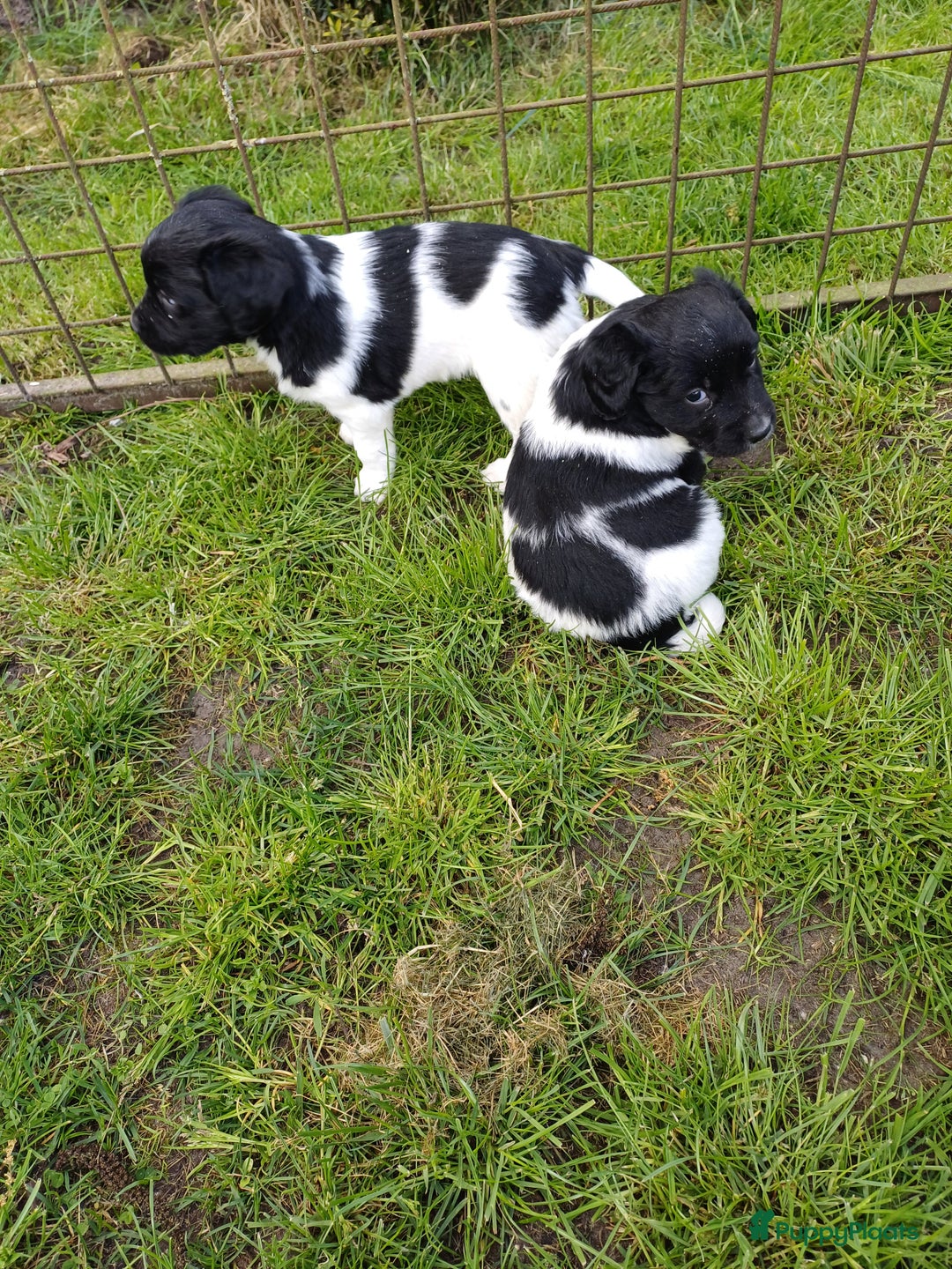 Friese Stabij honden te koop: Te koop 3 Friese stabij reutjes - Afbeelding 1