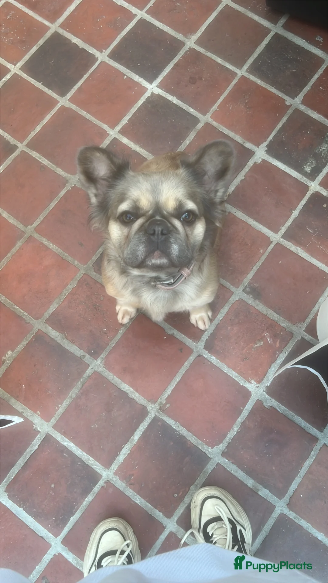 Franse Bulldog honden te koop: Franse Bulldog pups  - Advertentie 4