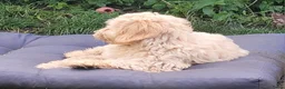 Australian Labradoodle honden te koop: Aust. Labradoodle – sociaal&hypoallergeen - Advertentie 6
