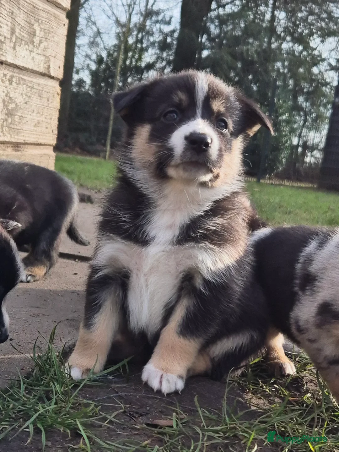 Kruising honden te koop: Australian shepherd x Pomsky (mini-aussie) - Advertentie 24