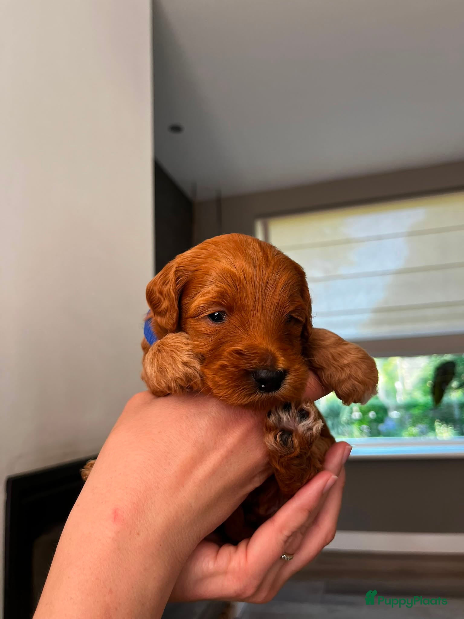 Australian Labradoodle honden te koop: Australian labradoodle pups - Advertentie 16