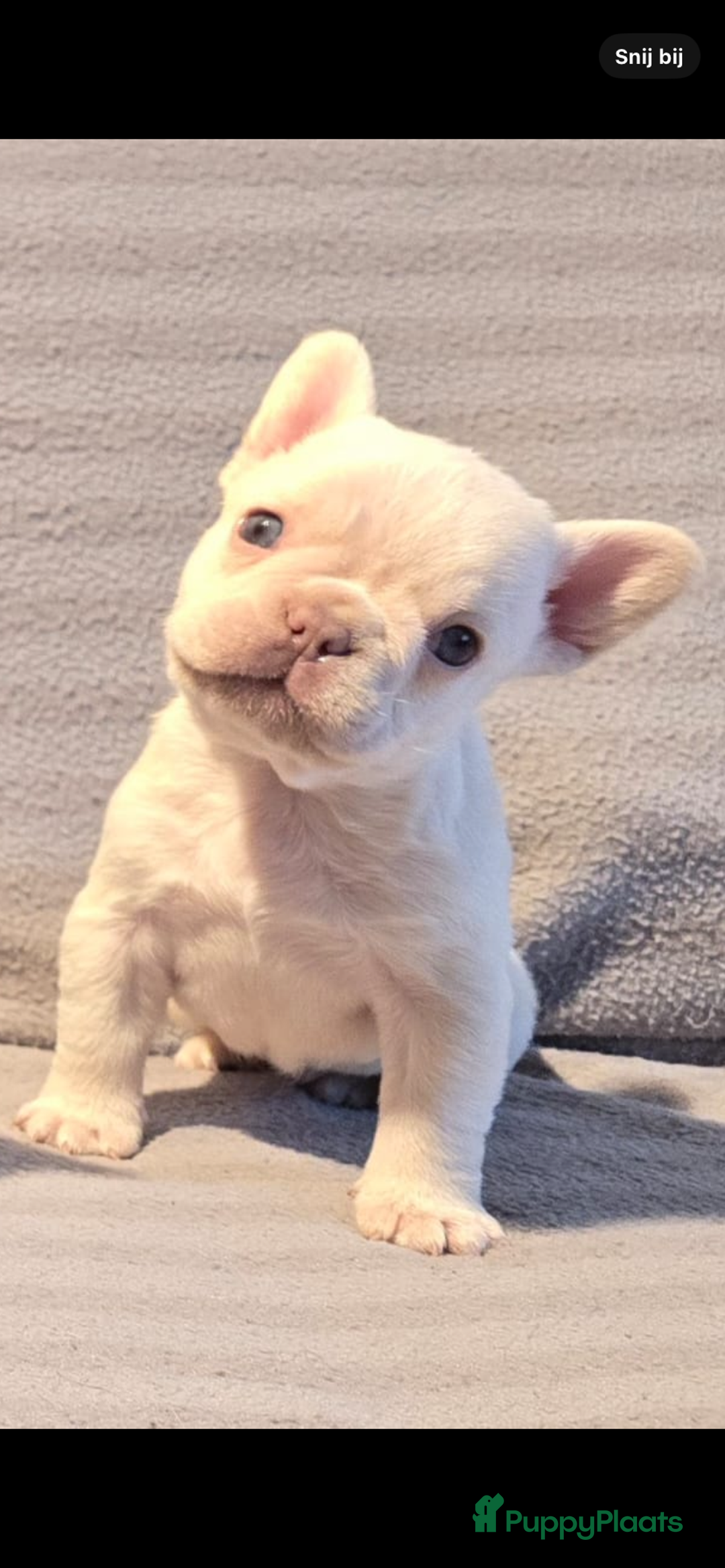 Franse Bulldog honden te koop: Knappe Franse buldogs enkele fluffy  - Advertentie 14
