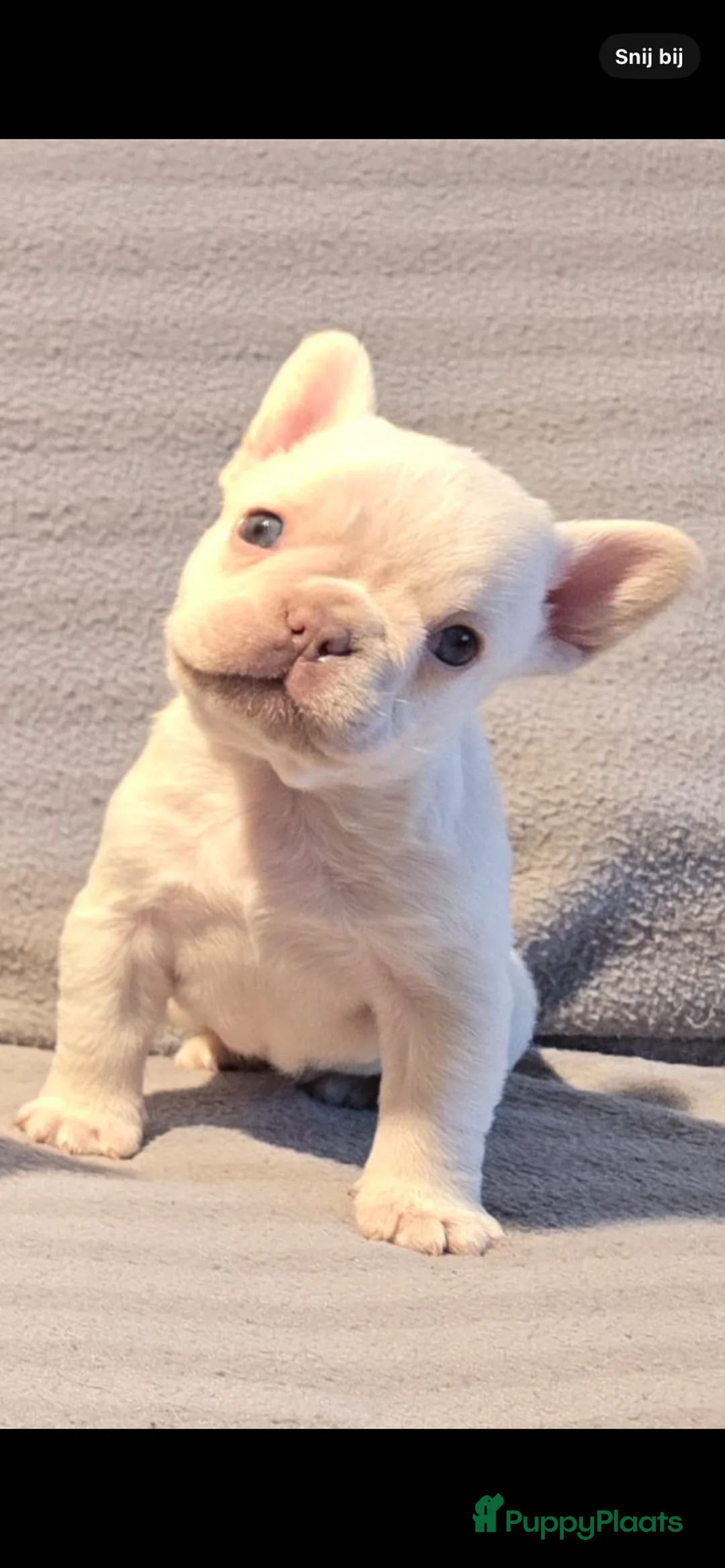 Franse Bulldog honden te koop: Knappe Franse buldogs enkele fluffy  - Advertentie 14