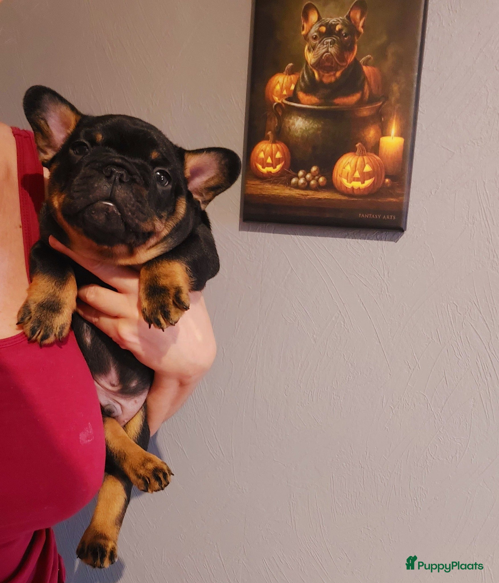 Franse Bulldog honden Prachtige Franse Bulldog pups met stamboom - Advertentie 7