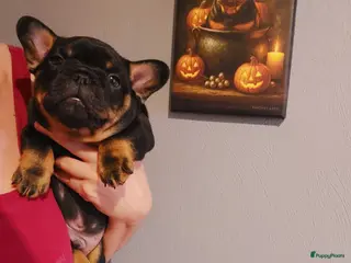 Franse Bulldog honden Prachtige Franse Bulldog pups met stamboom - Advertentie 7