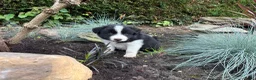 Border Collie honden te koop: Border collie pups  - Advertentie 3