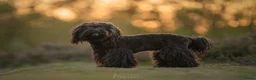 Kruising honden ter dekking: Uitgebreid geteste Boompoo dekreu  - Advertentie 6