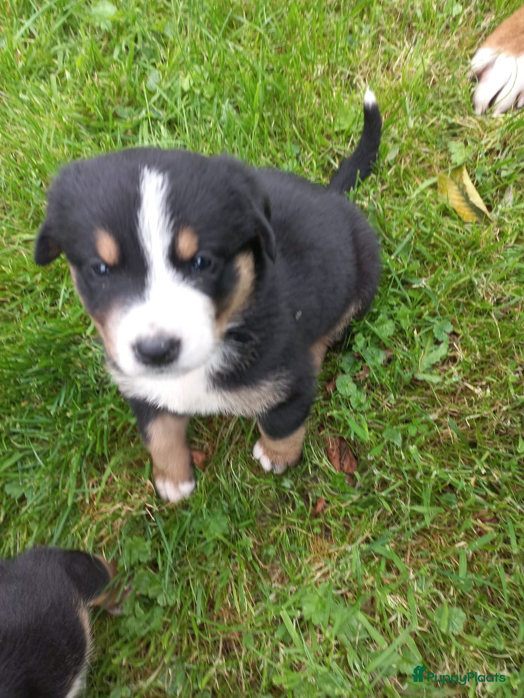 Grote Zwitserse Sennenhond honden te koop: Grote Zwitserse Sennenhond pups, raszuiver - Advertentie 10